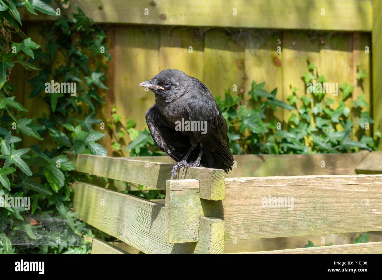 Eine junge dohle Vogel mit gebrochenem Flügel sitzen auf einem Zaun Warten und Hoffen. Stockfoto