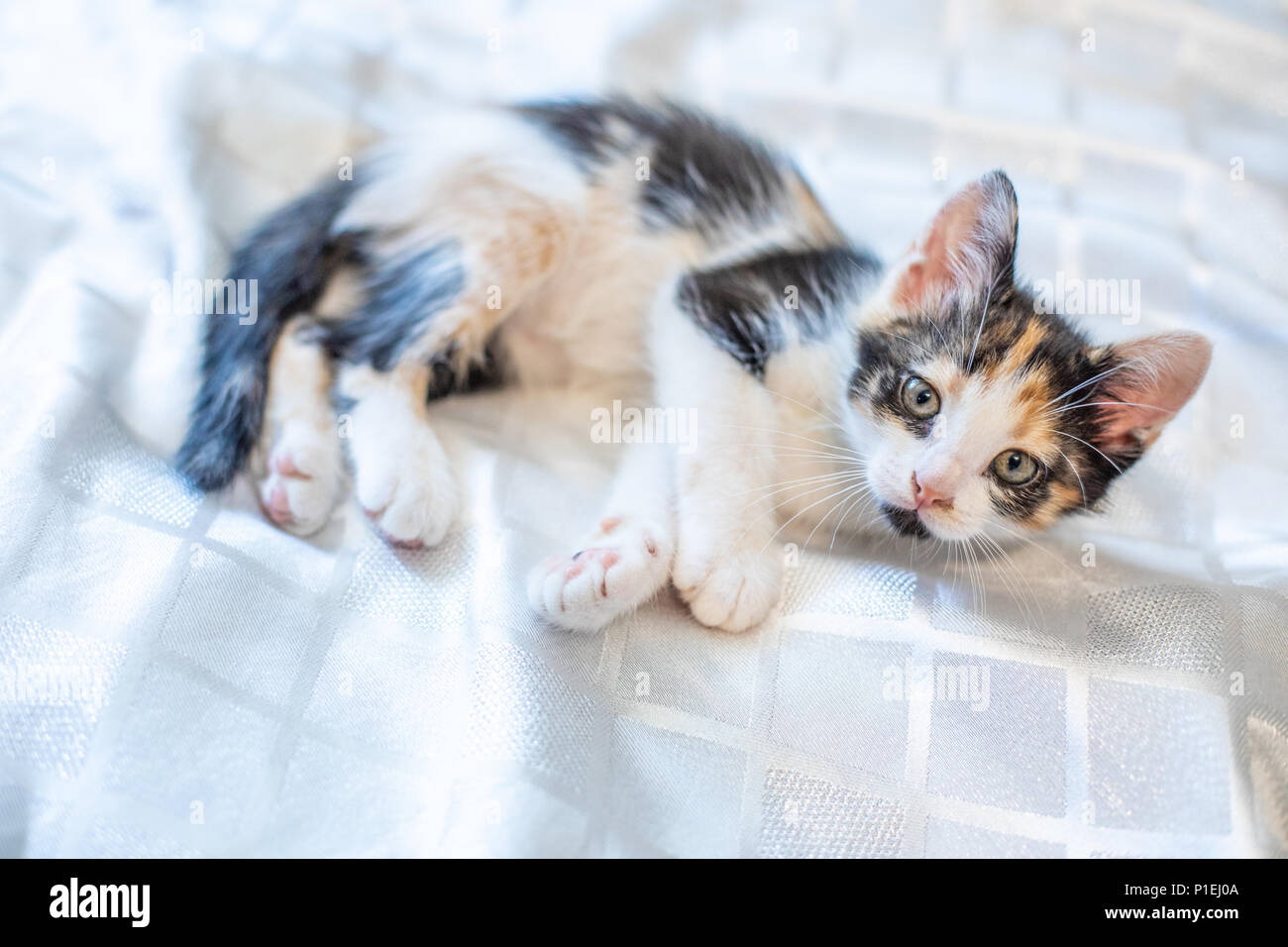 Kleine lustige Kätzchen nach Hause. Baby Katze Stockfoto
