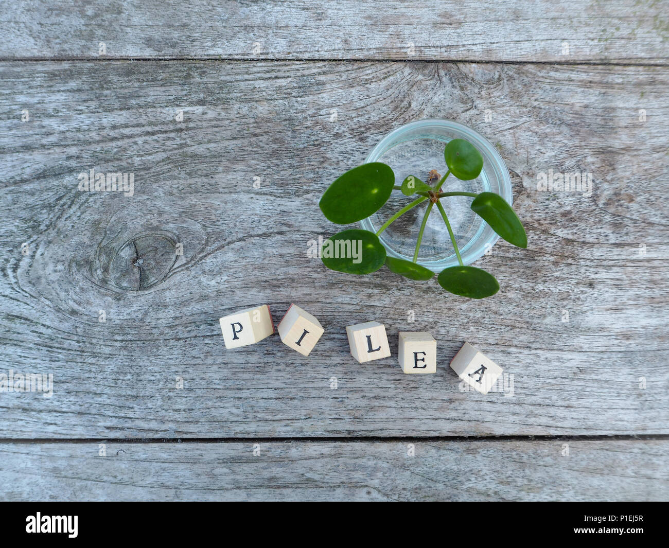 Jungen schneiden von ein Pfannkuchen Anlage oder pilea peperomioides im Glas, um Wurzeln zu wachsen Stockfoto