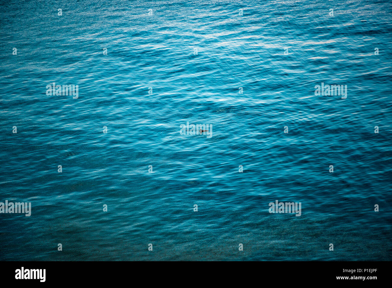 Eine Ente schwimmt allein in den Pazifischen Ozean. Stockfoto
