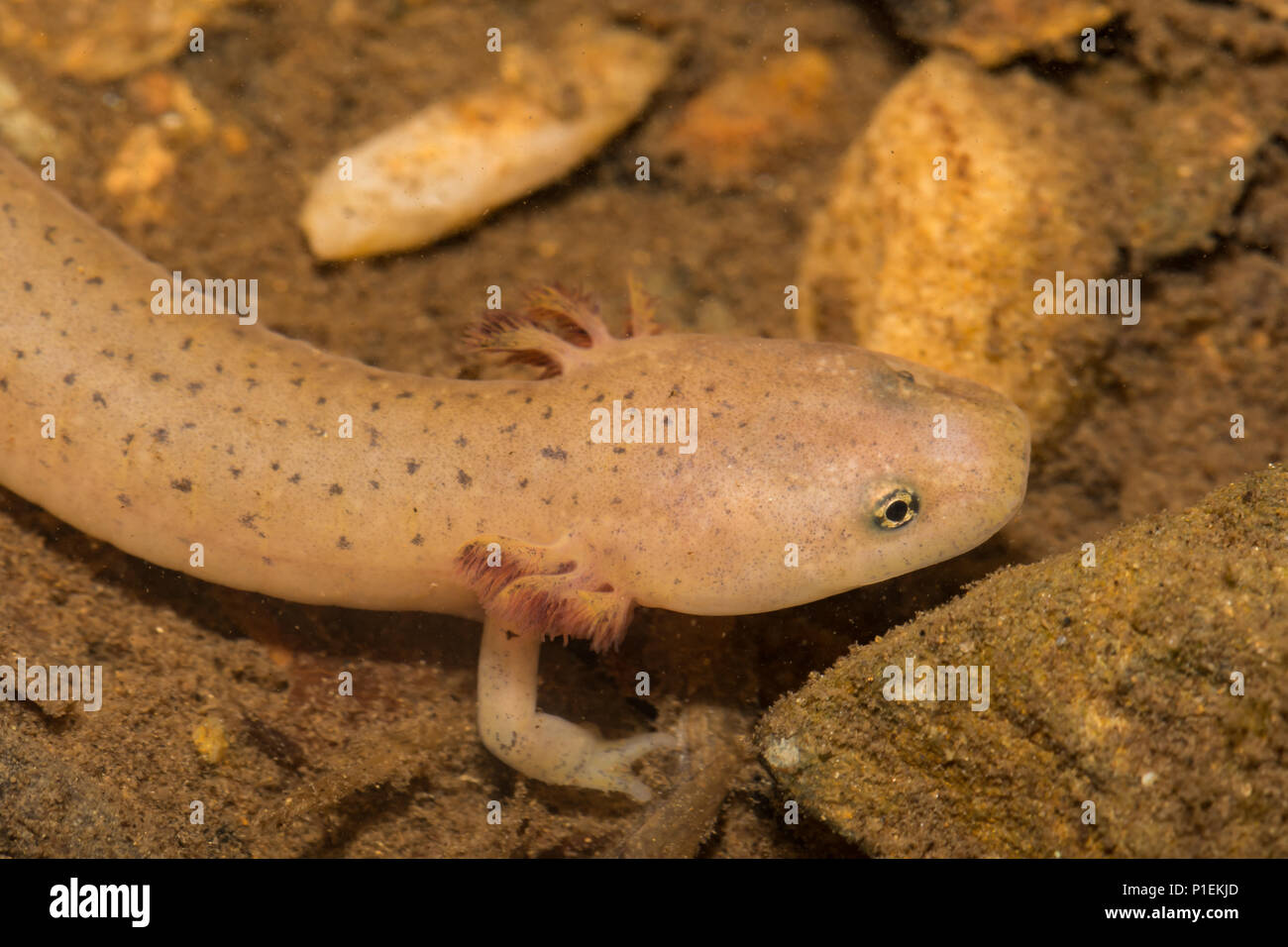 Larvale Blue Ridge roten Salamander (Pseudotriton ruber nitidus) Stockfoto