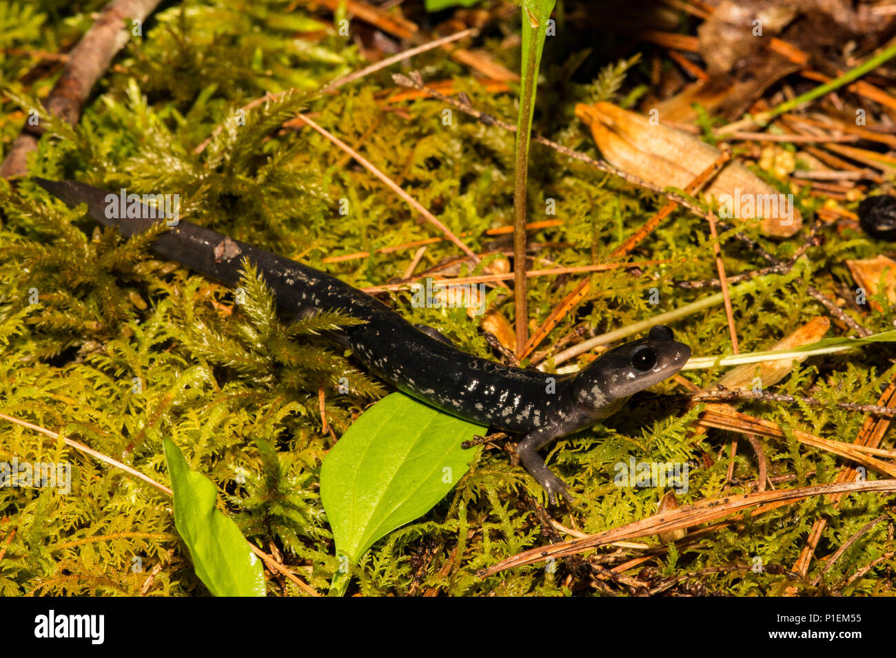 Northern schleimigen Salamander (Plethodon glutinosus) Stockfoto