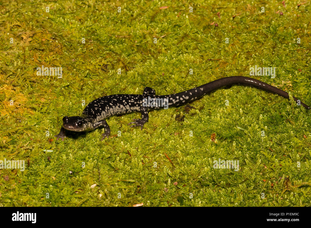 Northern schleimigen Salamander (Plethodon glutinosus) Stockfoto