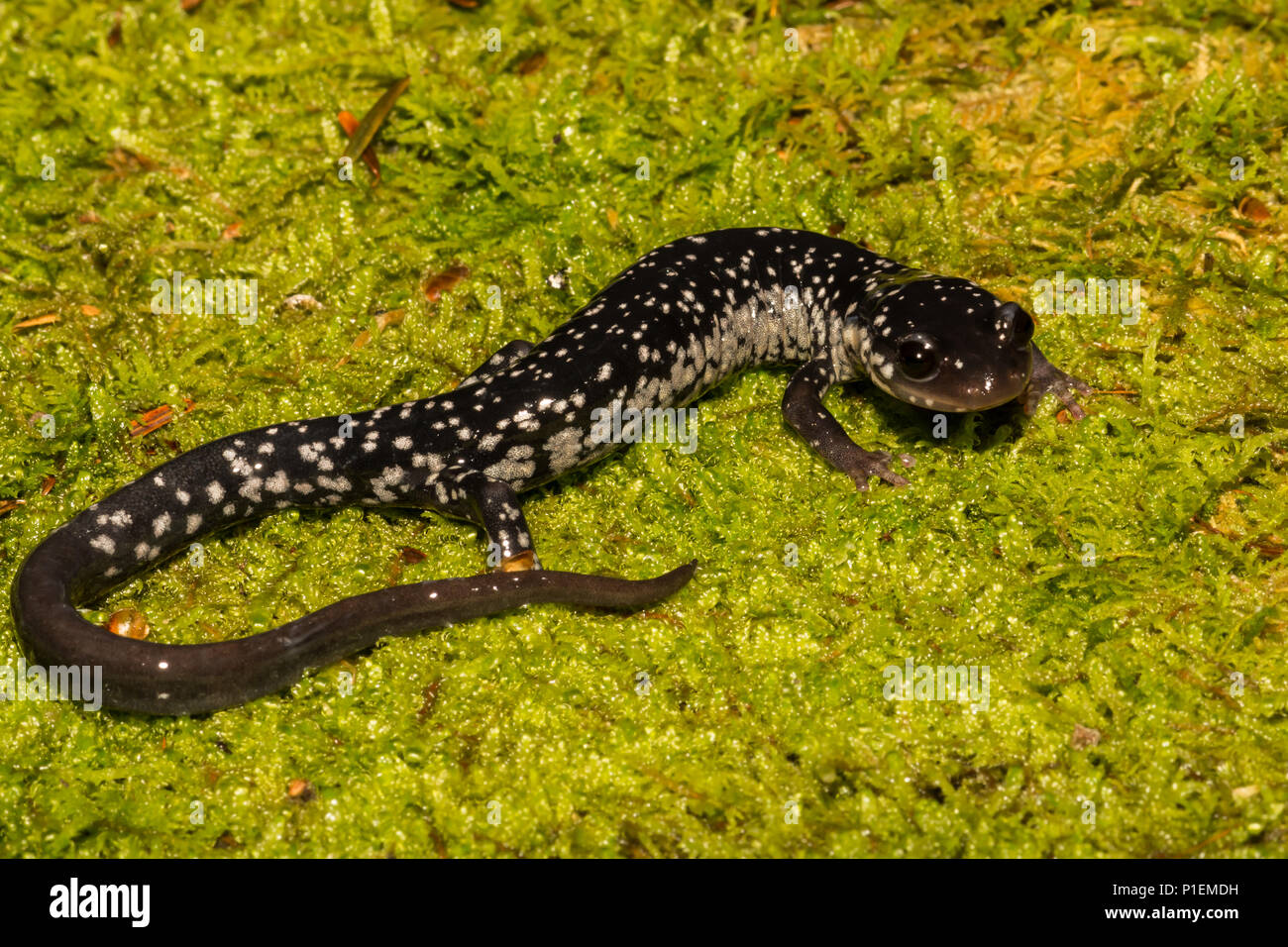 Northern schleimigen Salamander (Plethodon glutinosus) Stockfoto