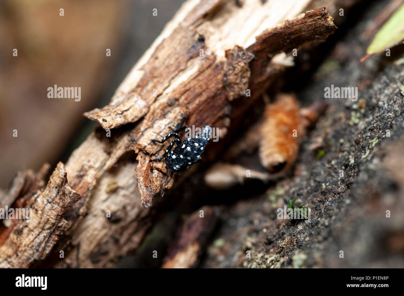 Nahaufnahme der GEFLECKTE LANTERNFLY NYMPHE (LYCORMA DELICATULA), Berks County, Pennsylvania anzeigen Stockfoto