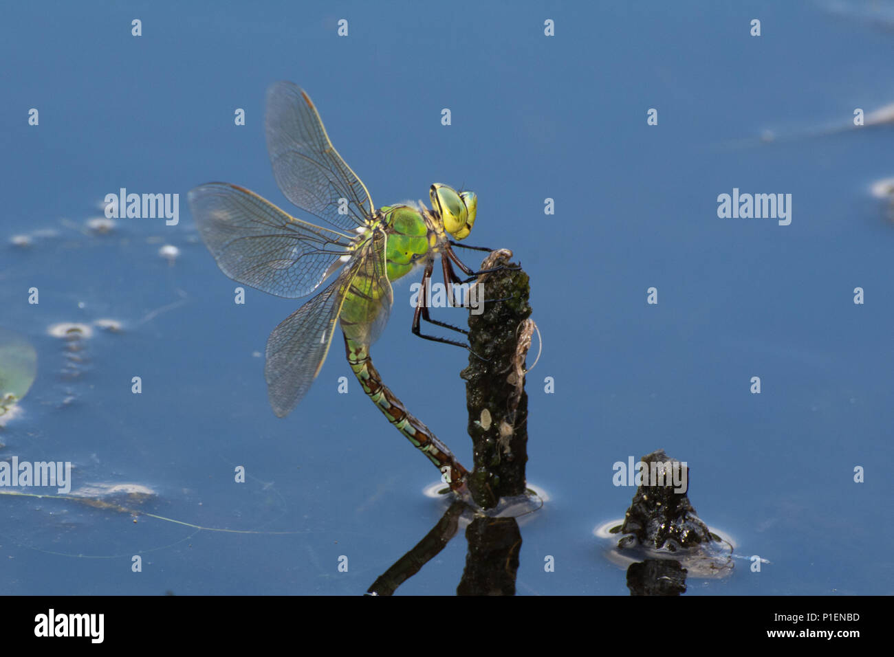 Frau Kaiser Dragonfly (Anax imperator) ovipositing (Eier), die in einem Teich in Hampshire, Großbritannien Stockfoto