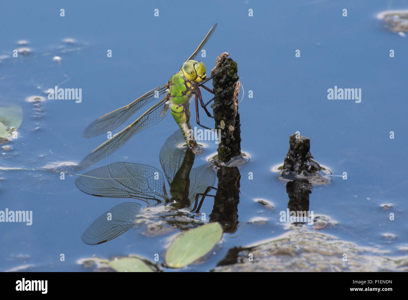Frau Kaiser Dragonfly (Anax imperator) ovipositing (Eier), die in einem Teich, Großbritannien Stockfoto