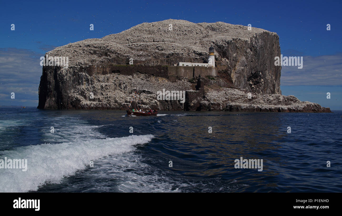 Europa, Schottland, Vereinigtes Königreich, Großbritannien, England, Bass Rock,, Europa, Schottland, Vereinigtes Koenigreich, Grossbritannien, Bass Rock, Stockfoto