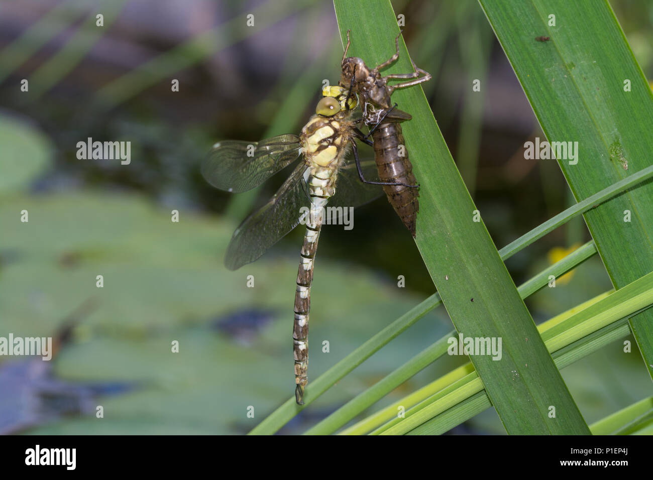 Neu entstandenen südlichen Hawker Dragonfly (Aeshna cyanea) mit seinen exuvia auf ein Rohr in einem Gartenteich, Großbritannien Stockfoto