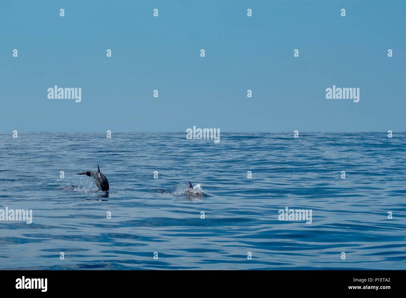 Baby Dolphin springen, während die Mutter schwimmt in der Nähe Stockfoto