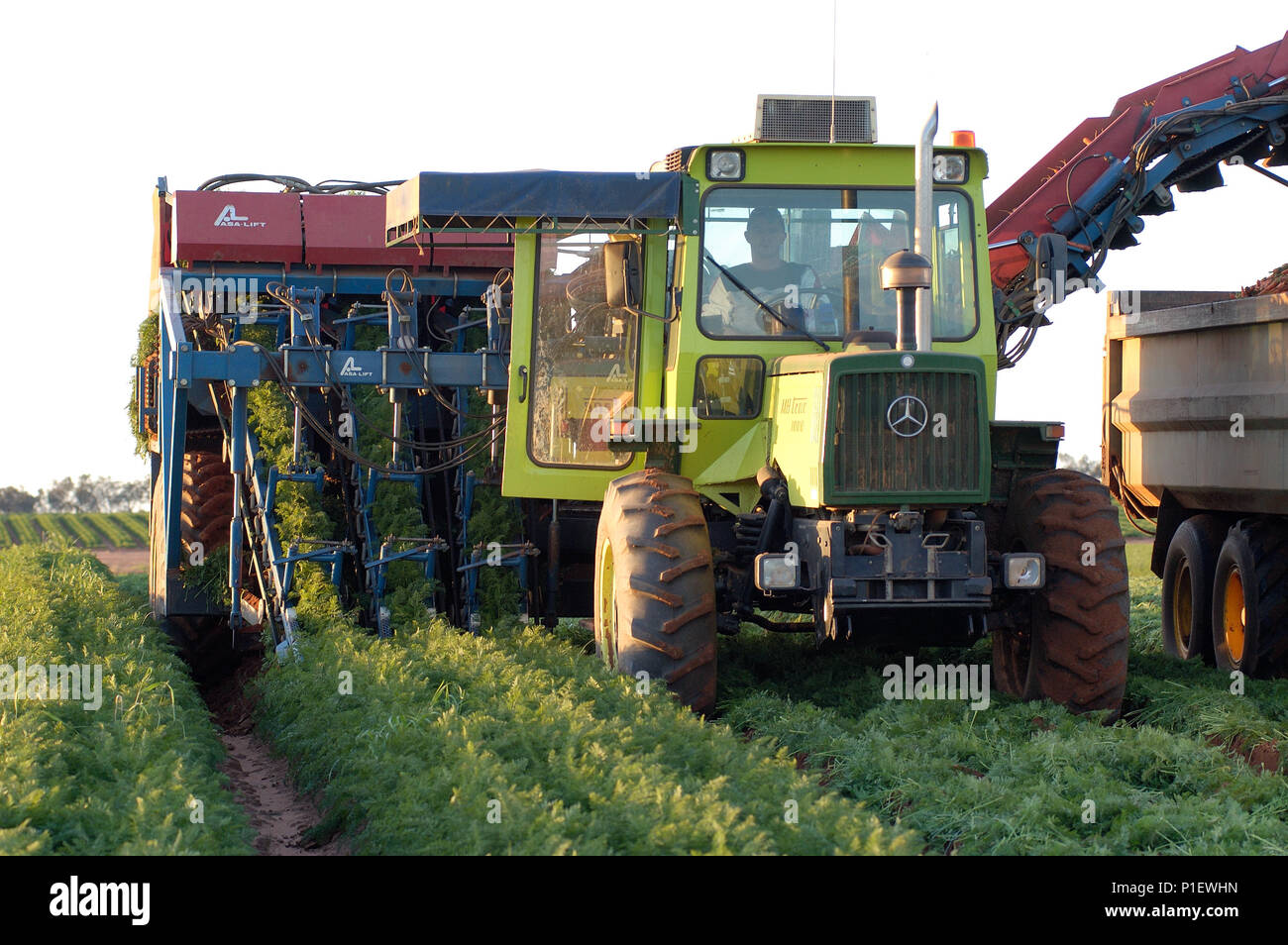 Die mechanische Ernte Möhren, felsigen Lamatinna und Söhne, Wemen, Victoria, Australien. Stockfoto