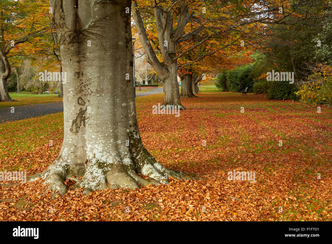 Queens Park im Herbst, Invercargill, Southland, Südinsel, Neuseeland Stockfoto