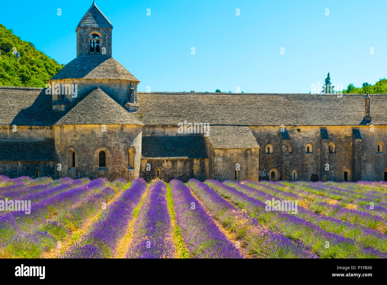 Antike Tempel Abtei von Senanque mit Lavendelblüten in der Provence, Frankreich Stockfoto