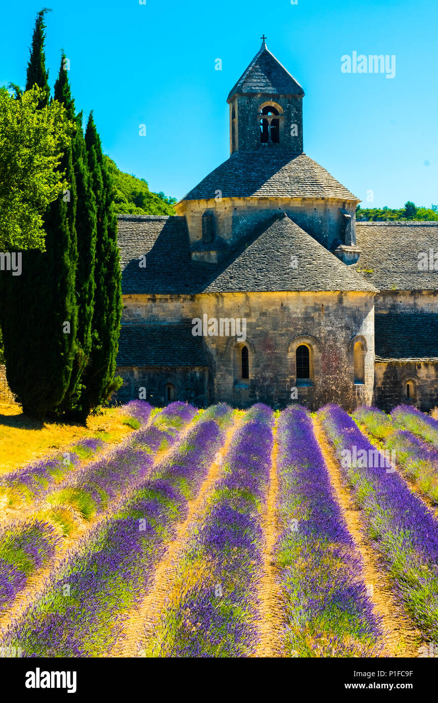 Antike Tempel Abtei von Senanque mit Lavendelblüten in der Provence, Frankreich Stockfoto