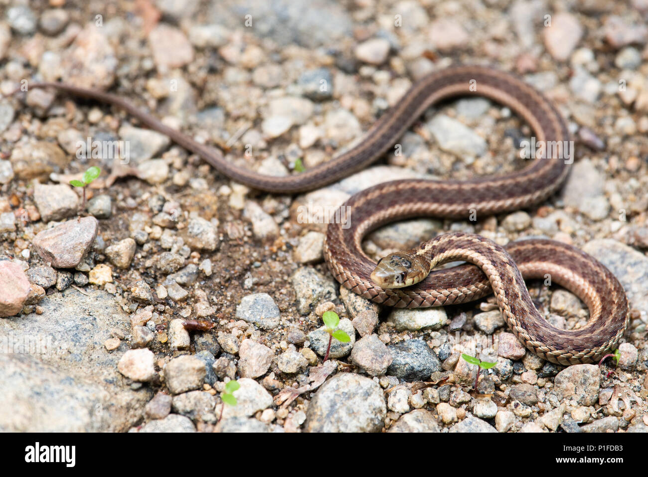 Eine kleine Garter snake, Thamnophis, Aalen in der Sonne auf einer Schotter- und Feldweg in den Adirondack Mountains, NY, USA Stockfoto