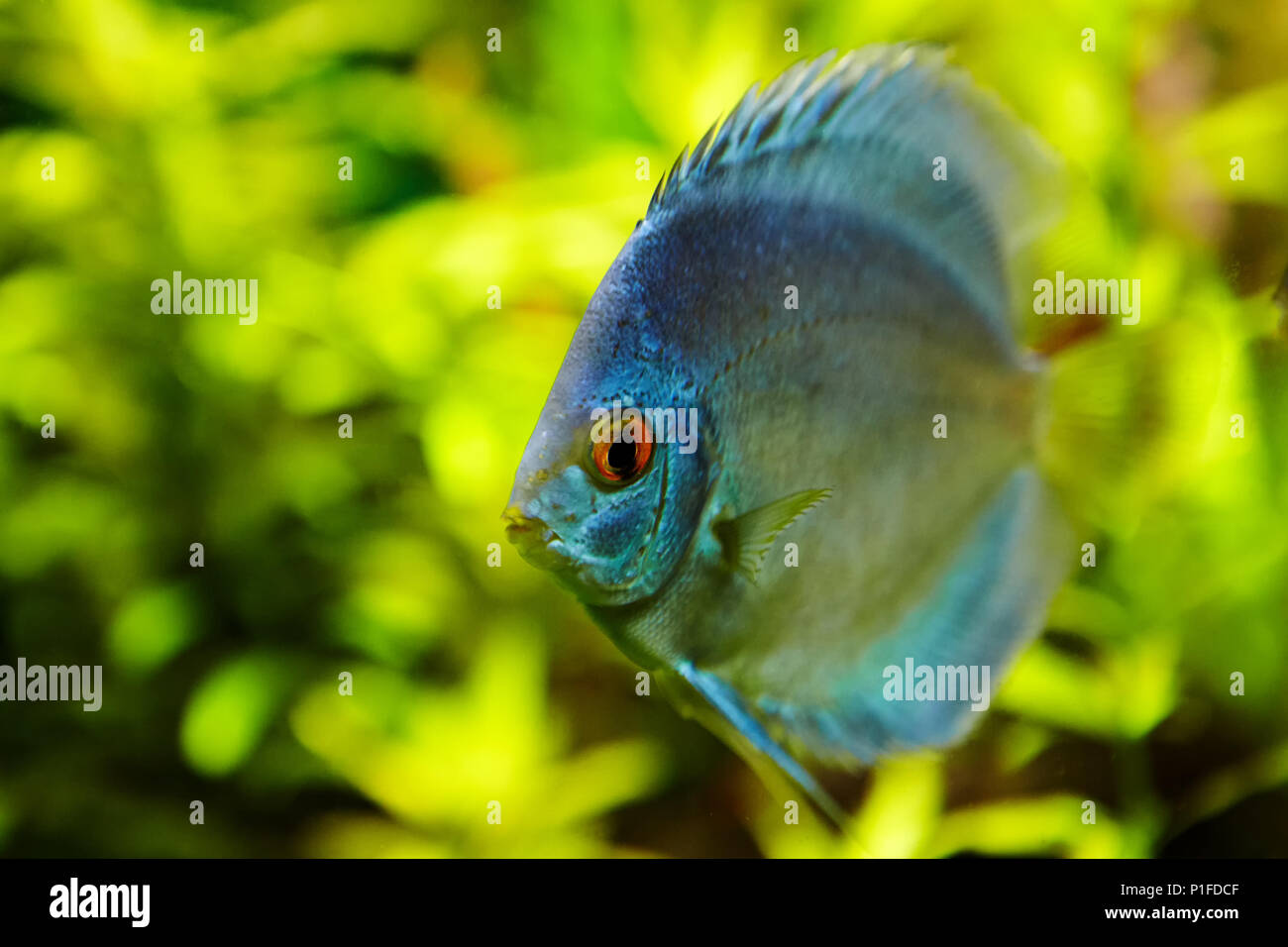 Tropische Fische blau Diskus in natürlichen Ökosystem von Süßwasser-Aquarium,  auf grünem Hintergrund von Süßwasser Pflanzen Stockfotografie - Alamy