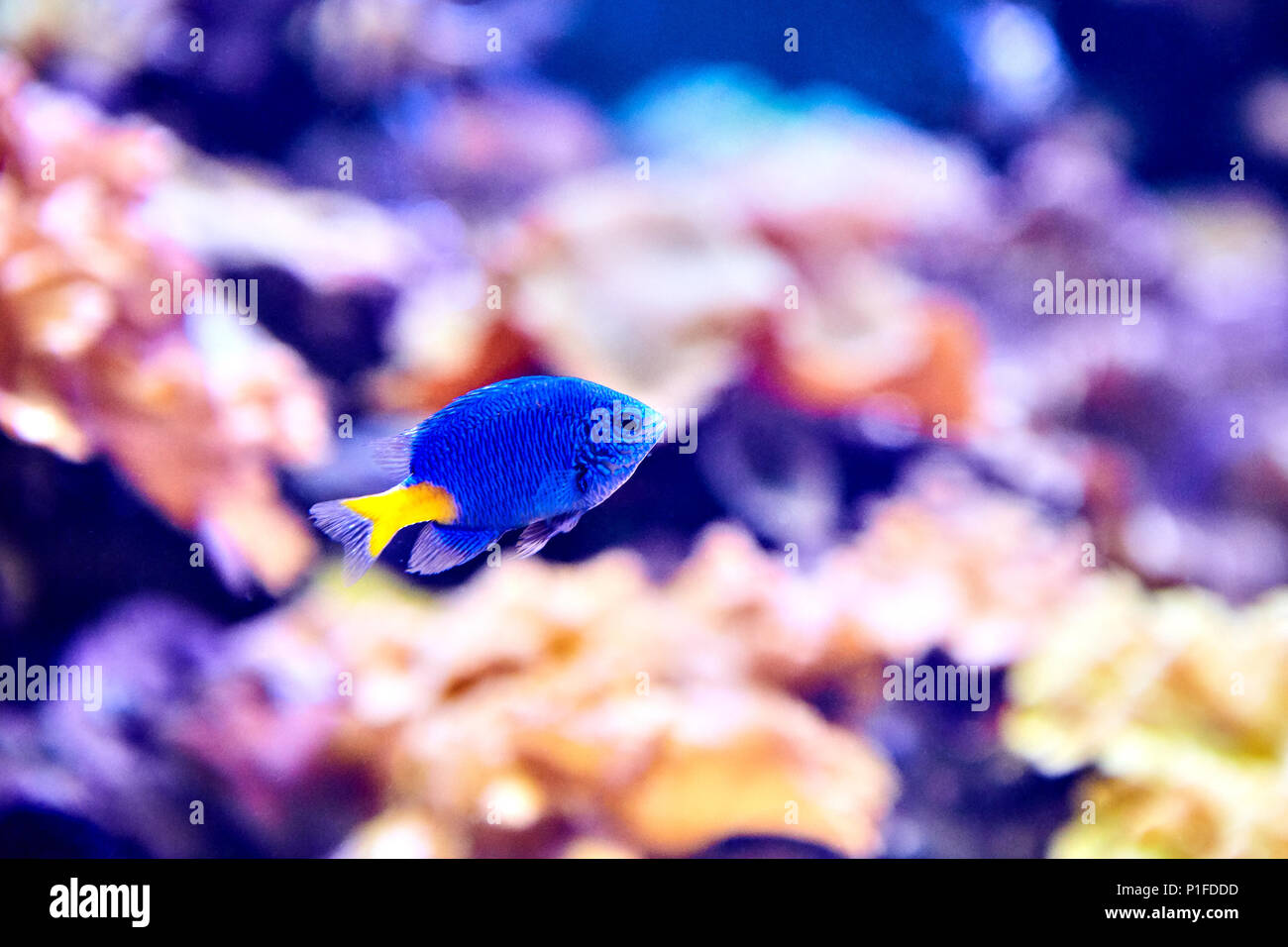 Chrysiptera parasema, auch bekannt als Yellowtail riffbarsche oder blaue Teufel riffbarsche ist beliebt Marine aquarium fisch. Stockfoto