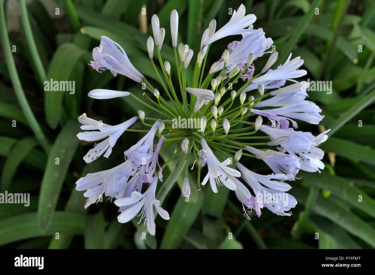 Agapanthus arficanus, afrikanische Lilie, Lilie des Nils, Mission Viejo, CA 080517 30299 Stockfoto