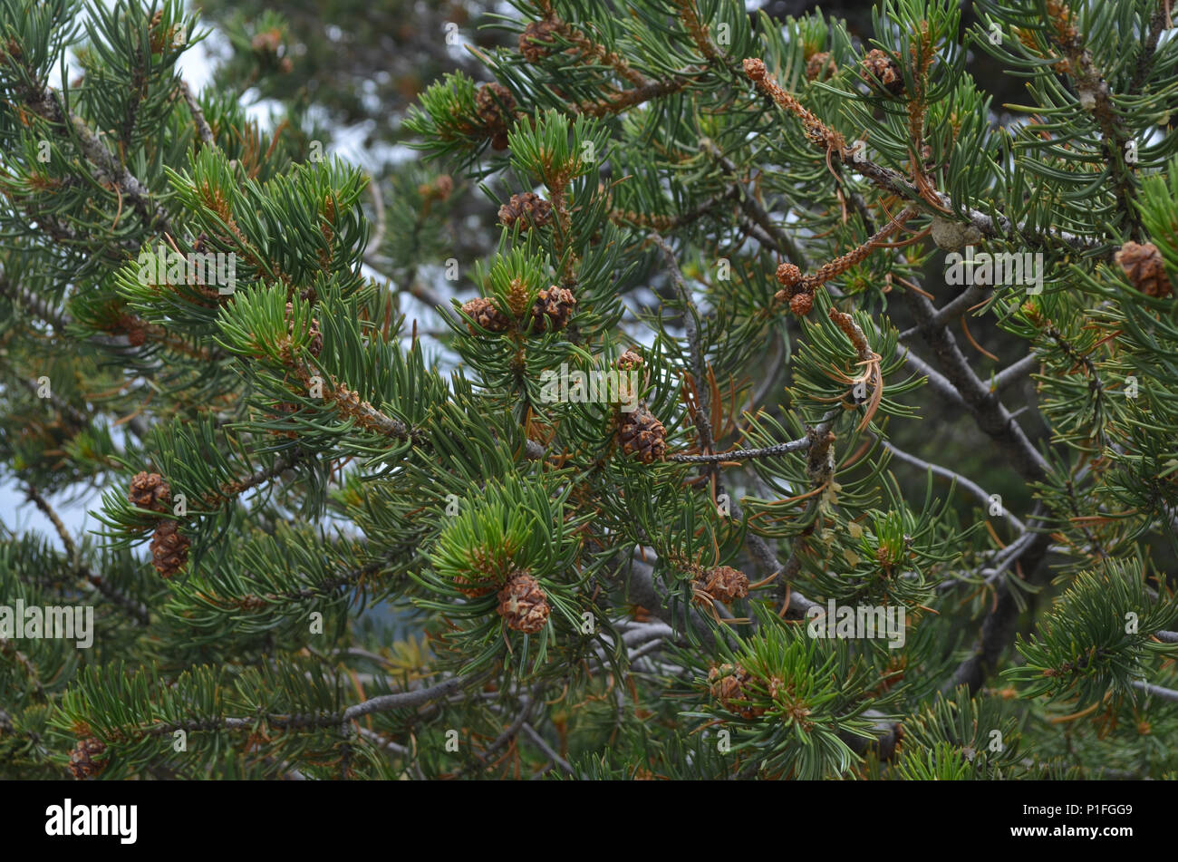 Immergrüner Baum und Pine Cone Hintergrund Stockfoto