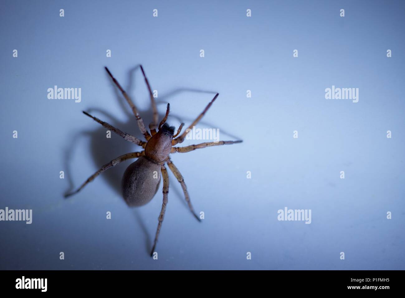 Sac spider (Clubionidae): Eine einzige Spinne in die weiße Keramik Waschbecken beschränkt Stockfoto