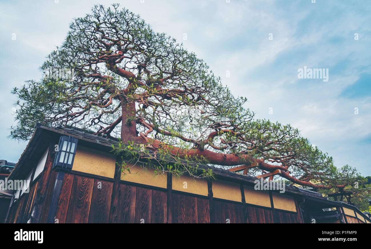 Die grte Bonsai Baum in einem Dorf in Japan, Vintage filter Bild  Stockfotografie - Alamy
