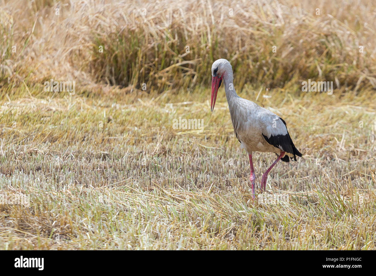 Stork auf den abgeernteten Weizenfeld. Ciconia ciconia Stockfoto