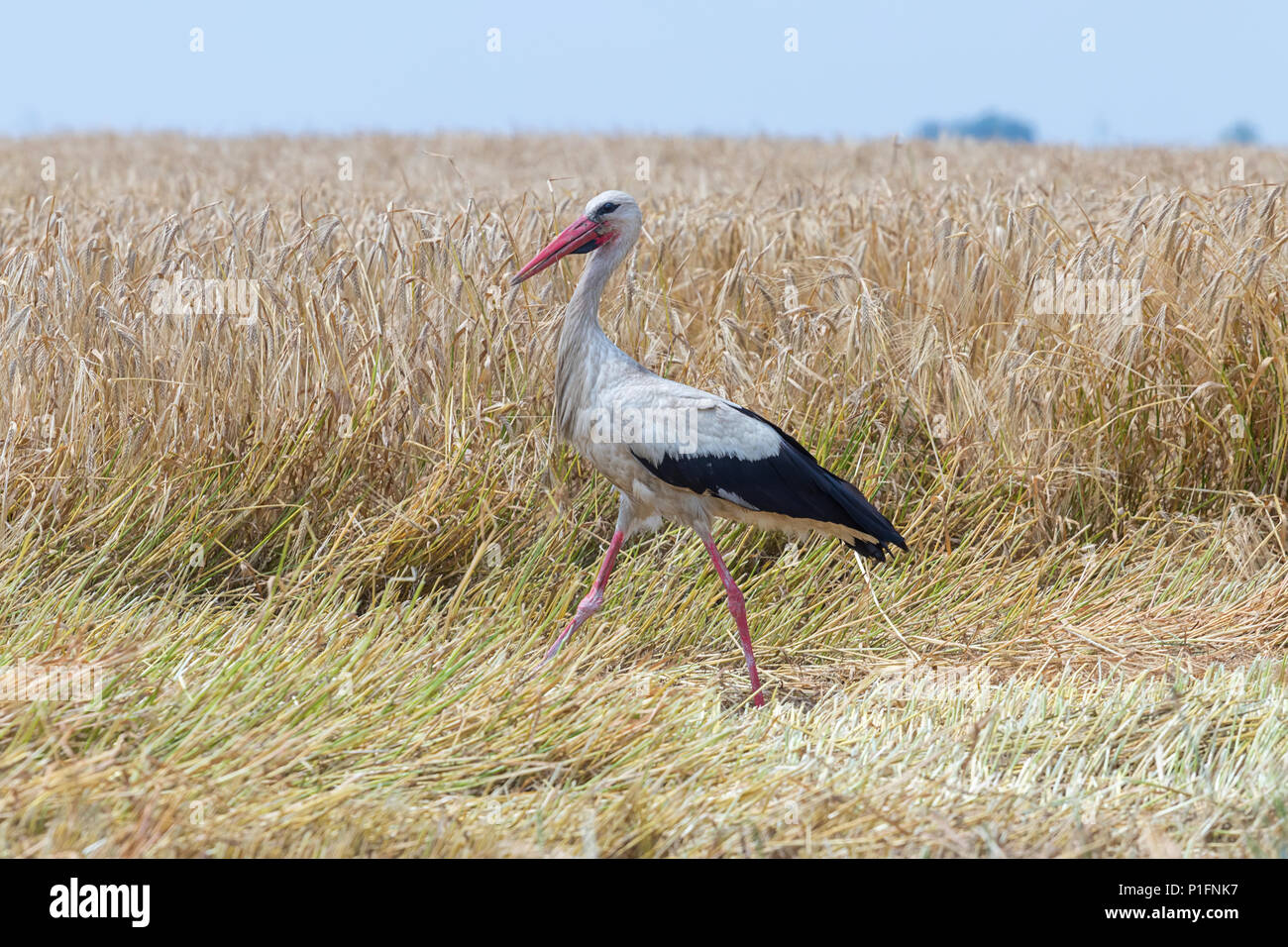 Stork auf den abgeernteten Weizenfeld. Ciconia ciconia Stockfoto