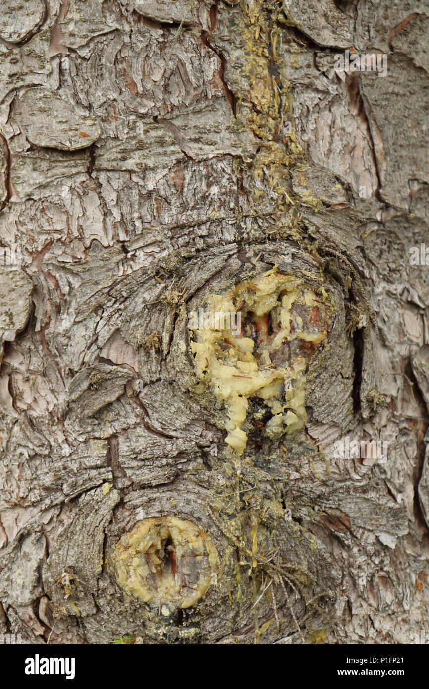 Baum sap und Rinde; Camore Holz, Dornoch. Großbritannien Stockfoto