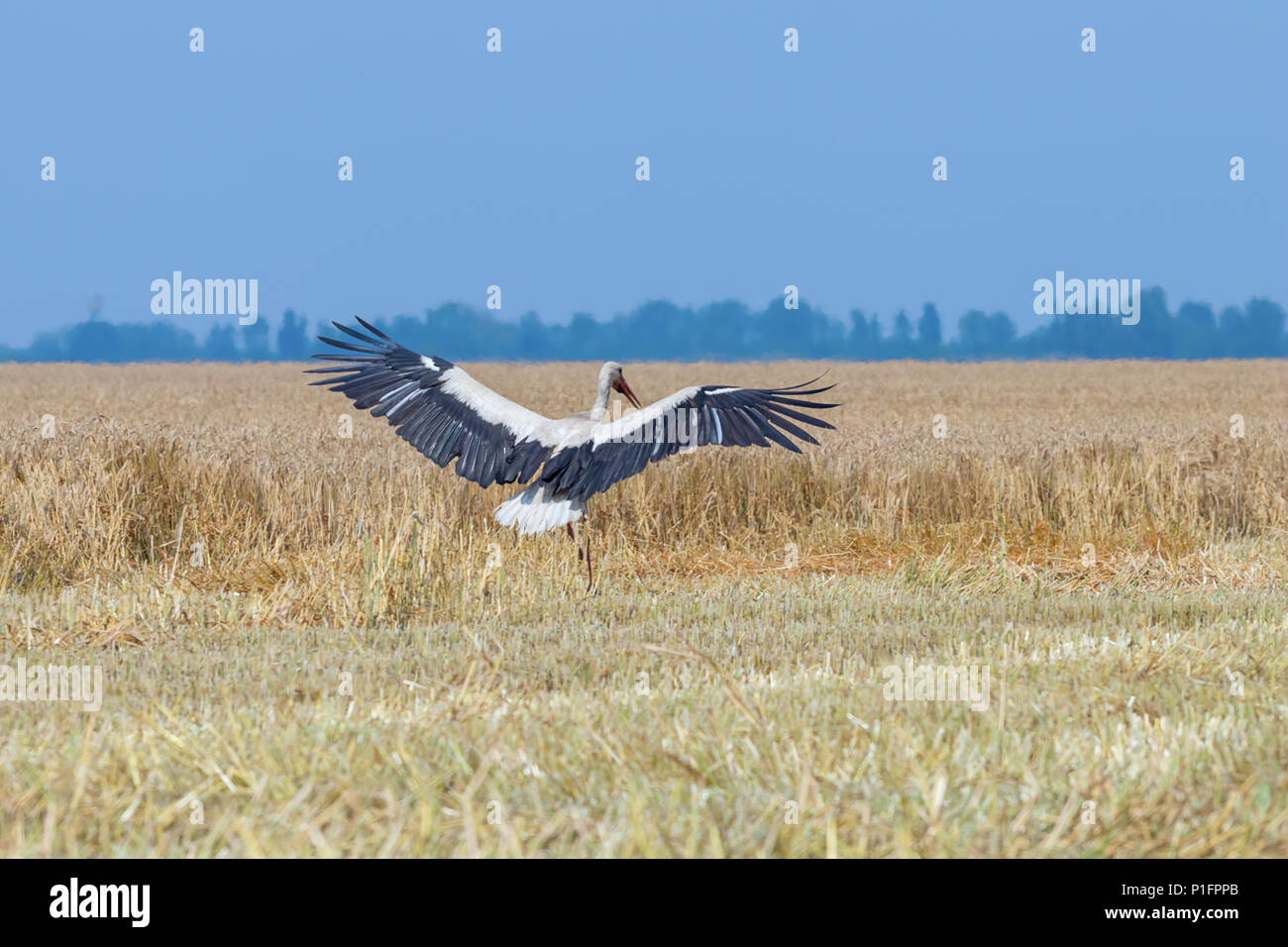 Stork auf den abgeernteten Weizenfeld. Ciconia ciconia Stockfoto