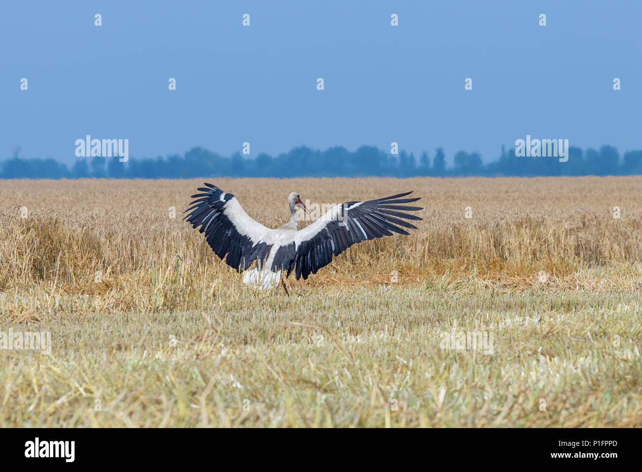 Stork auf den abgeernteten Weizenfeld. Ciconia ciconia Stockfoto
