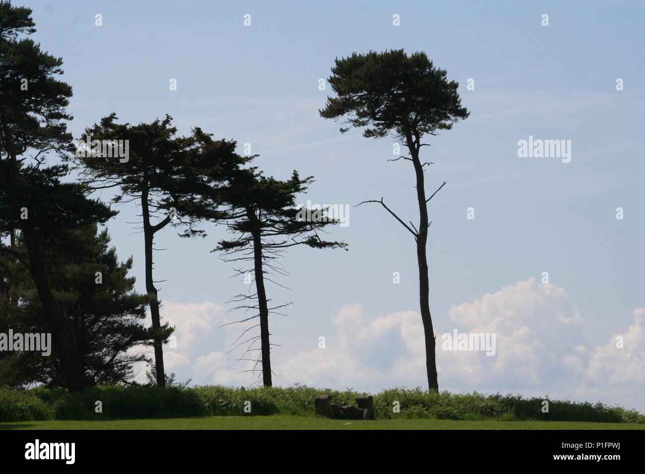 Margam Park, Port Talbot, Bäume, Wald Stockfoto