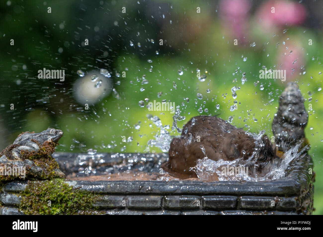 11. Juni 2018 - Weibliche Amsel genießt das kühle Wasser aus einem Haushalt Garten Vogelbad und hat ein Bad in den heissen, sonnigen Wetter Stockfoto