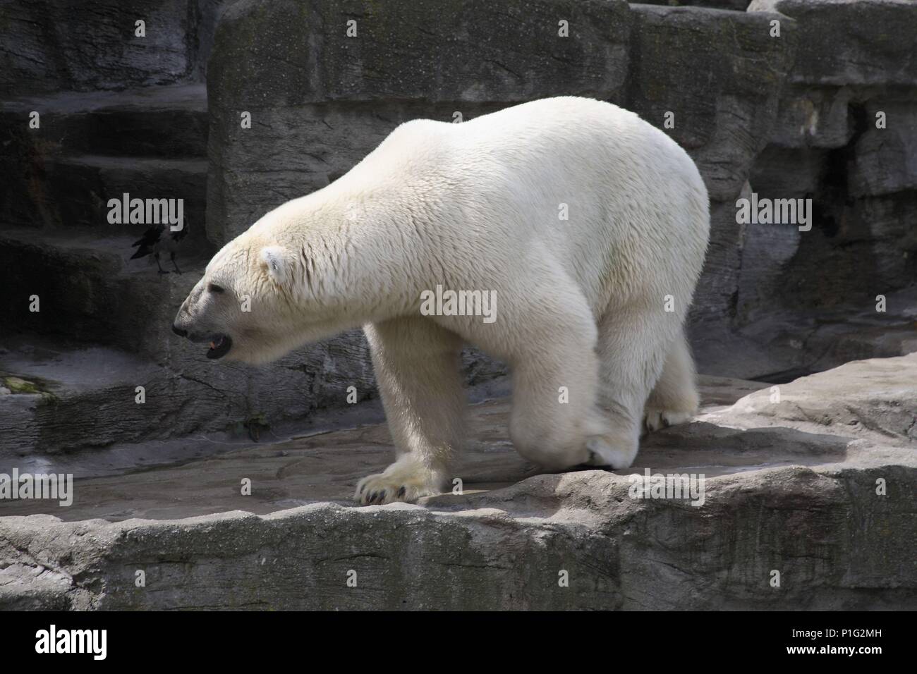 . Wien/Wien; El 'Tierpark' o Zoo favorece una Vista muy próxima ein los Tierprodukte; oso Polar. Stockfoto