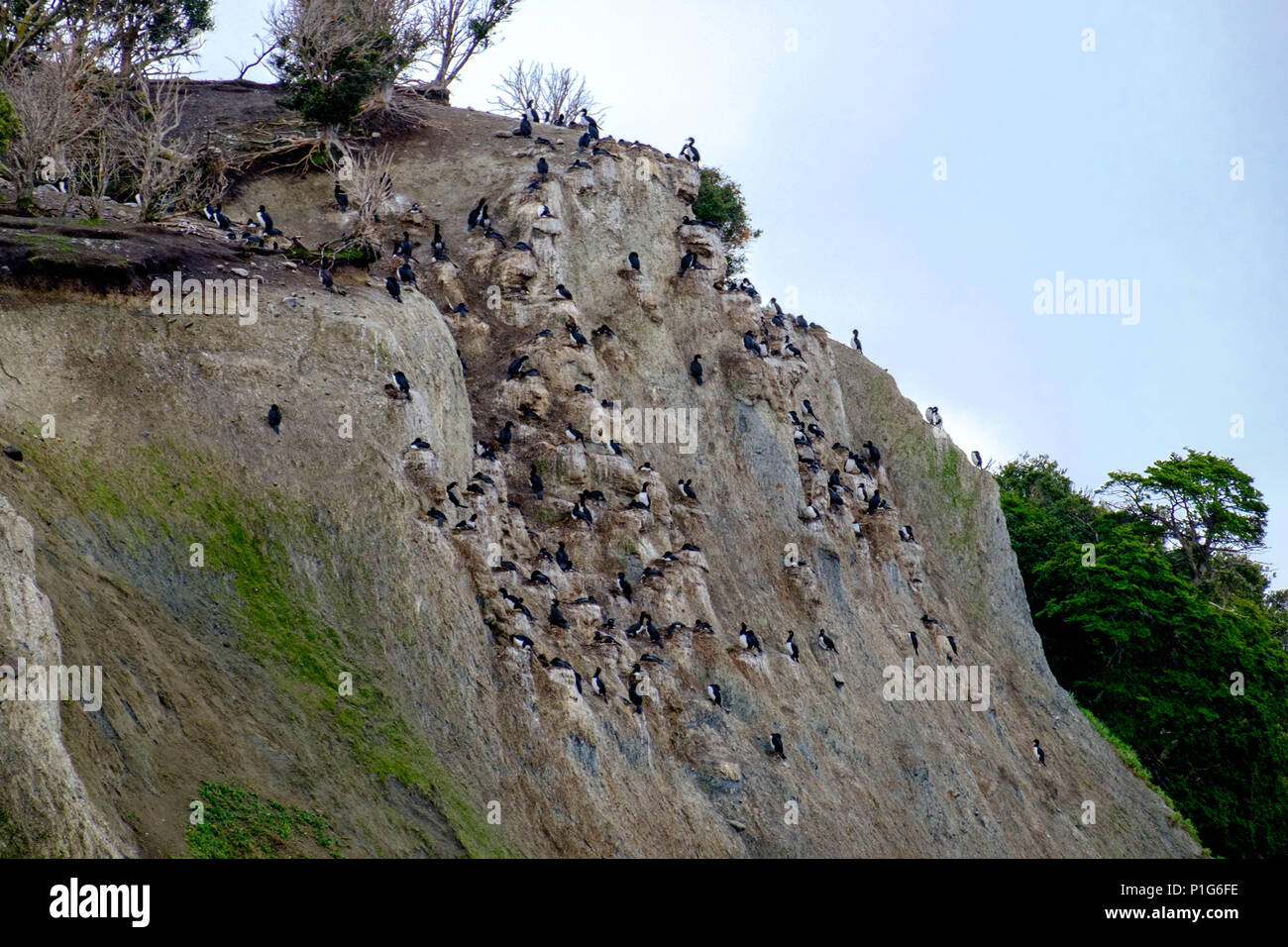 Nester einer Kolonie von Gesteinshags auf einer Klippe auf einer Insel im Beagle-Kanal. Stockfoto