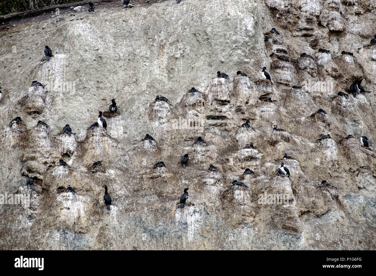 Viele Felsenhacke auf ihren Nestern auf einer steilen Klippe an der Küste einer Insel im Beagle-Kanal. Stockfoto