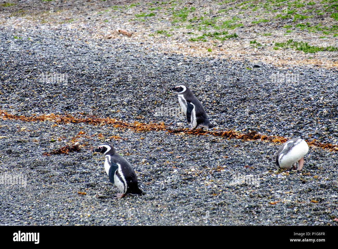 Drei Magellanpinguine befinden sich auf einem Strand einer Insel im Beagle-Kanal. Sie sind die ersten, die ankommen. Viele werden später zu ihnen kommen. Stockfoto