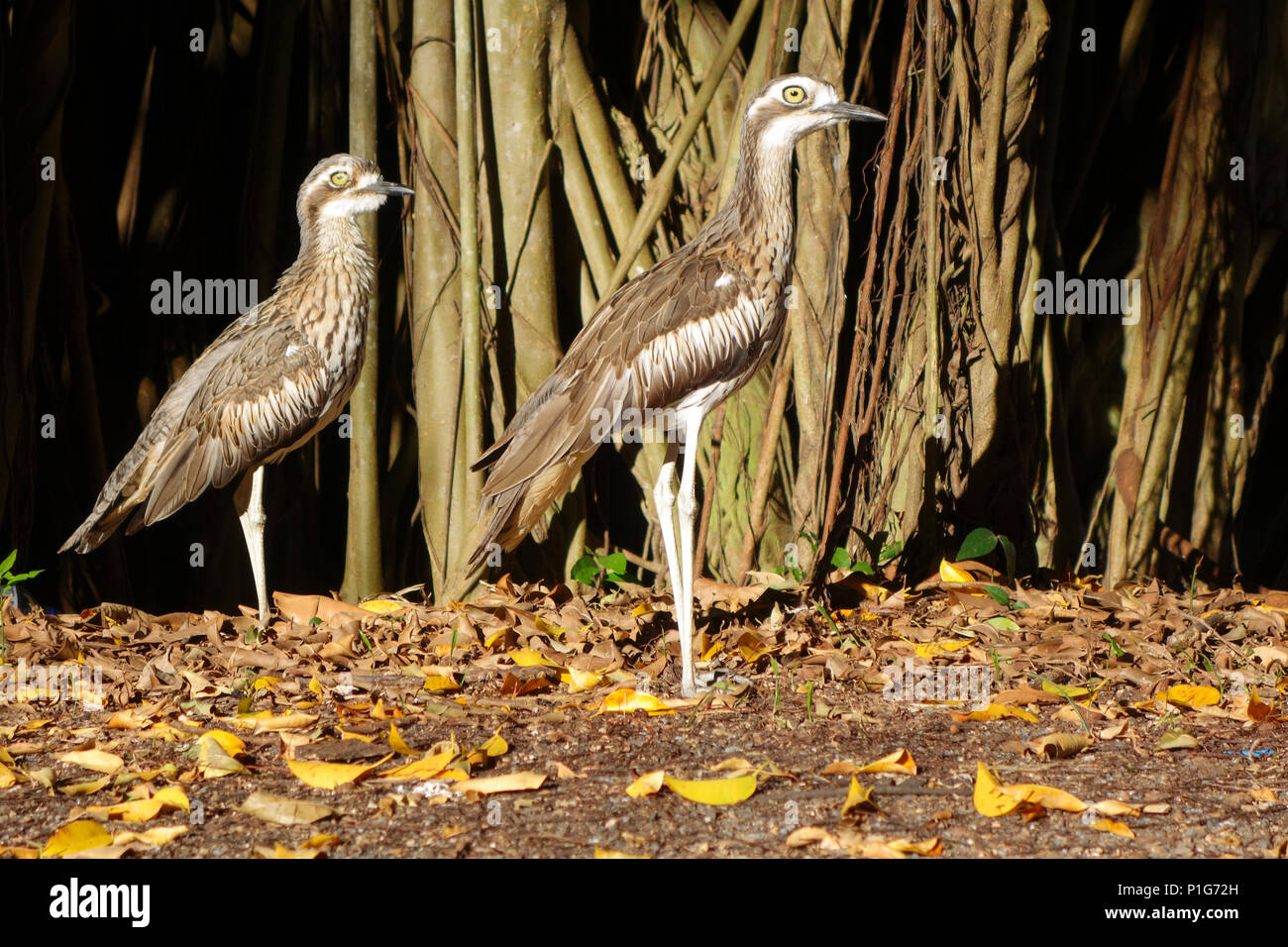 Paar Bush Stein Brachvögel () neben Baum in Fogarty Park, Cairns, Queensland, Australien Stockfoto