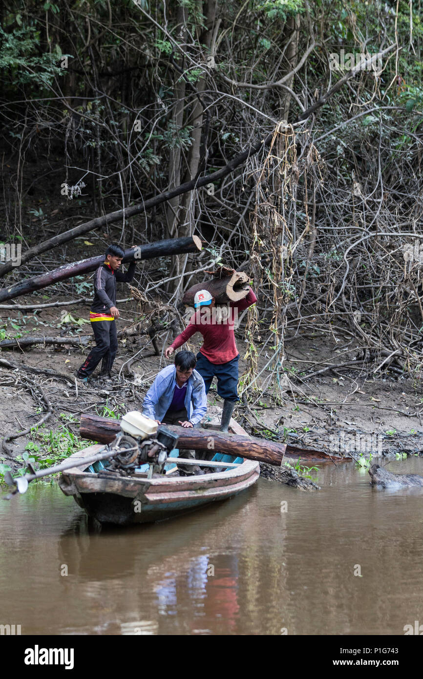 Der illegale Holzeinschlag auf dem nauta CaÃ±o, Oberen Amazonas Becken, Loreto, Peru Stockfoto