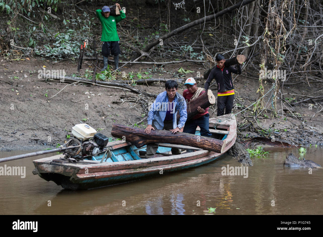 Der illegale Holzeinschlag auf dem nauta CaÃ±o, Oberen Amazonas Becken, Loreto, Peru Stockfoto