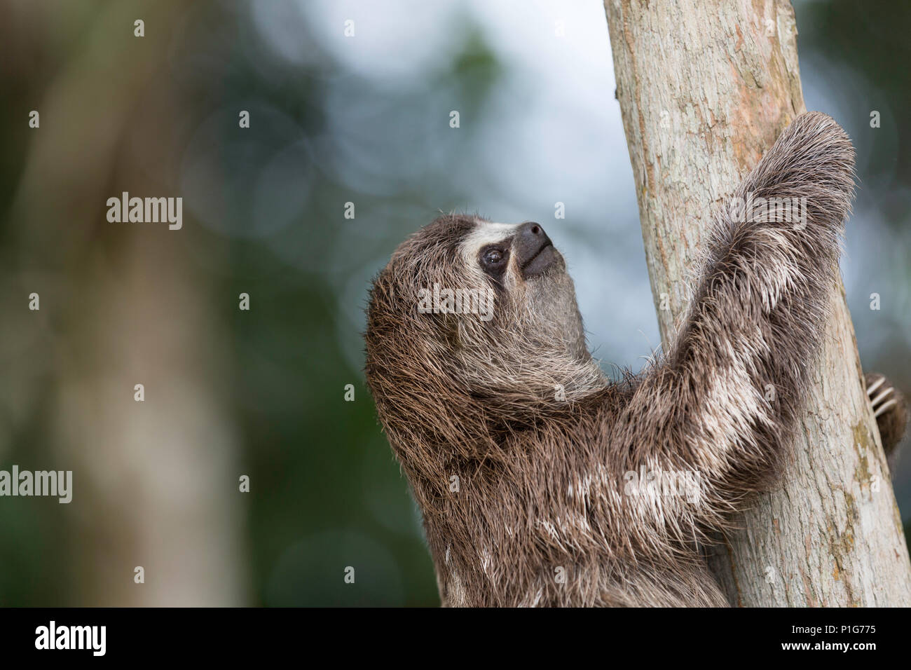 Eine Captive "pet" brown-throated Faultier, Bradypus variegatus, San Francisco Dorf, Loreto, Peru Stockfoto