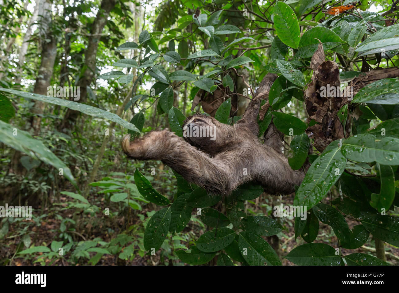 Eine wilde Brown-throated Faultier, Bradypus variegatus, Landung Casual, Oberen Amazonas Becken, Loreto, Peru Stockfoto