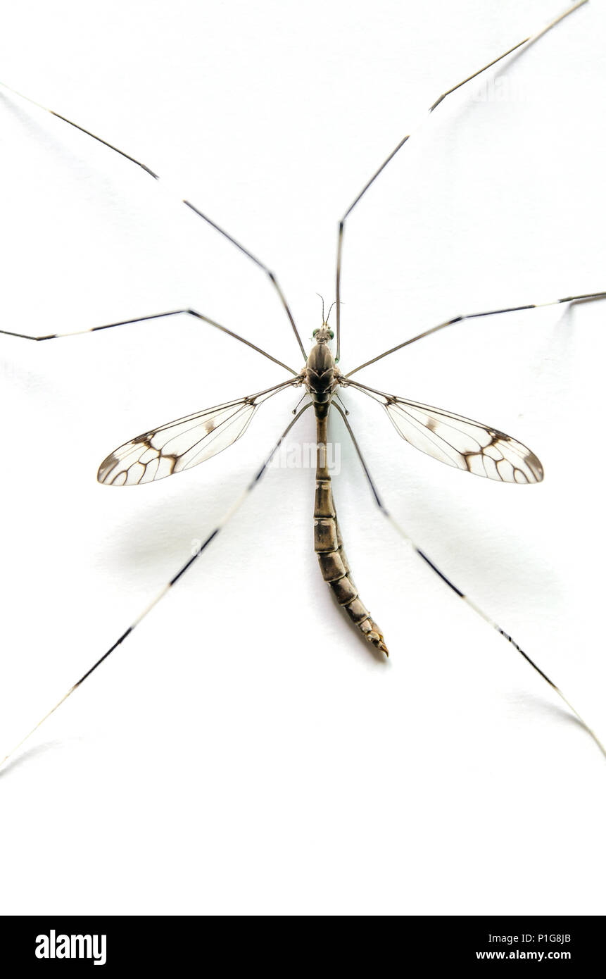 Makro von moskito auf weißem Hintergrund, Close-up der großen Mücken auf den weißen Stock, Aedes aegypti und gefährlich sind Insekten, die Ursache des Virus Stockfoto