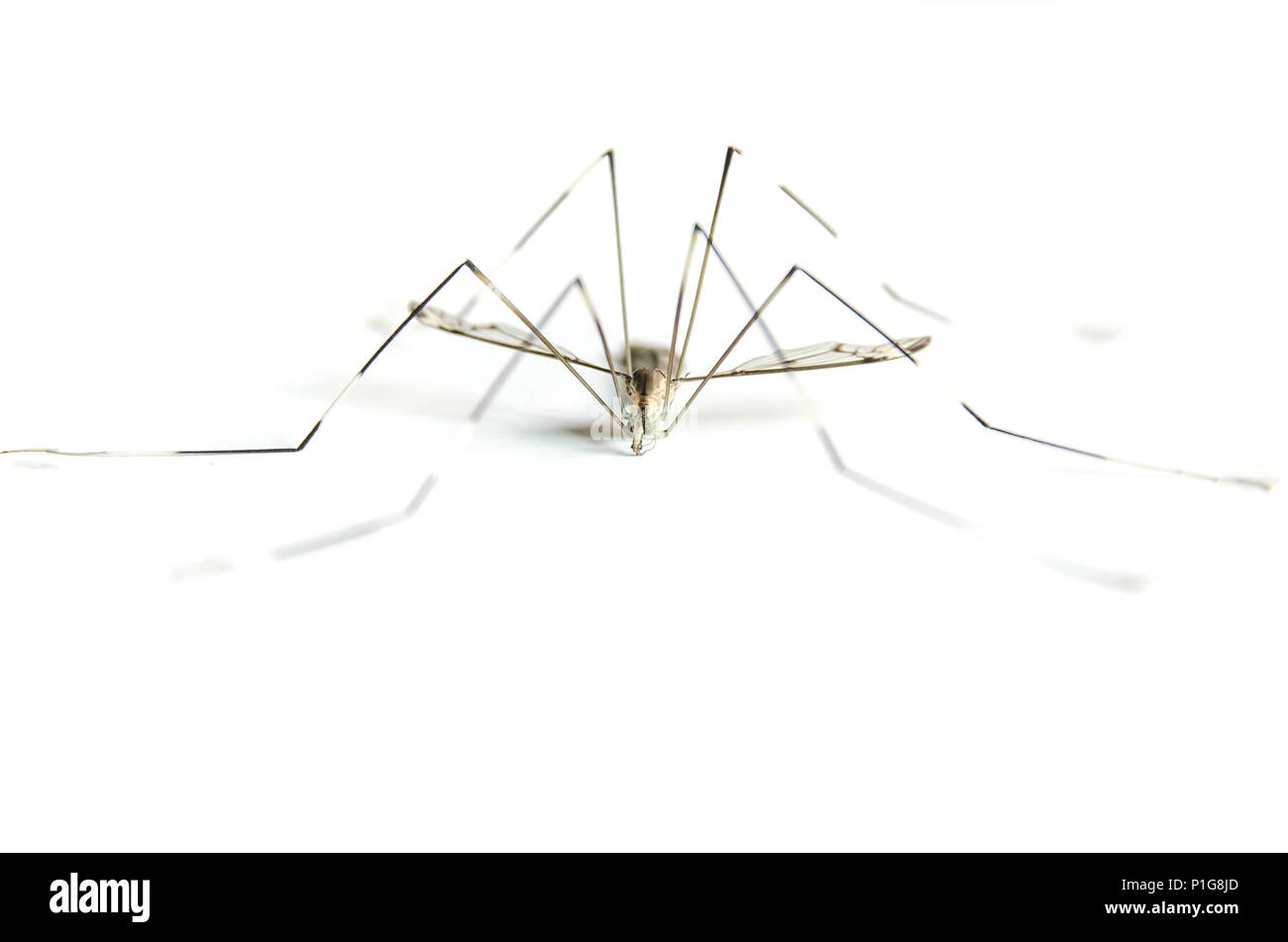 Makro von moskito auf weißem Hintergrund, Close-up der großen Mücken auf den weißen Stock, Aedes aegypti und gefährlich sind Insekten, die Ursache des Virus Stockfoto