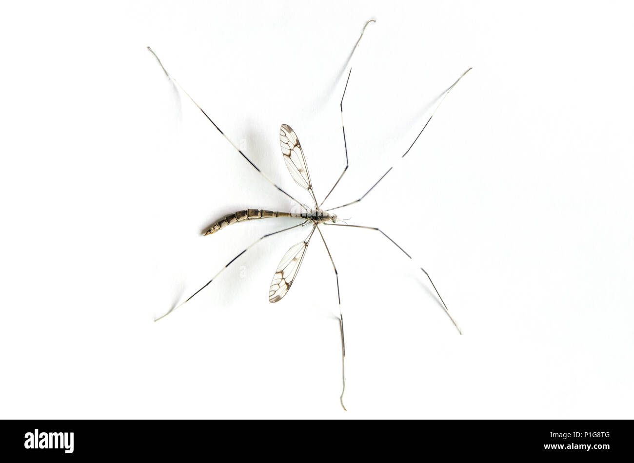Makro von moskito auf weißem Hintergrund, Close-up der großen Mücken auf den weißen Stock, Aedes aegypti und gefährlich sind Insekten, die Ursache des Virus Stockfoto