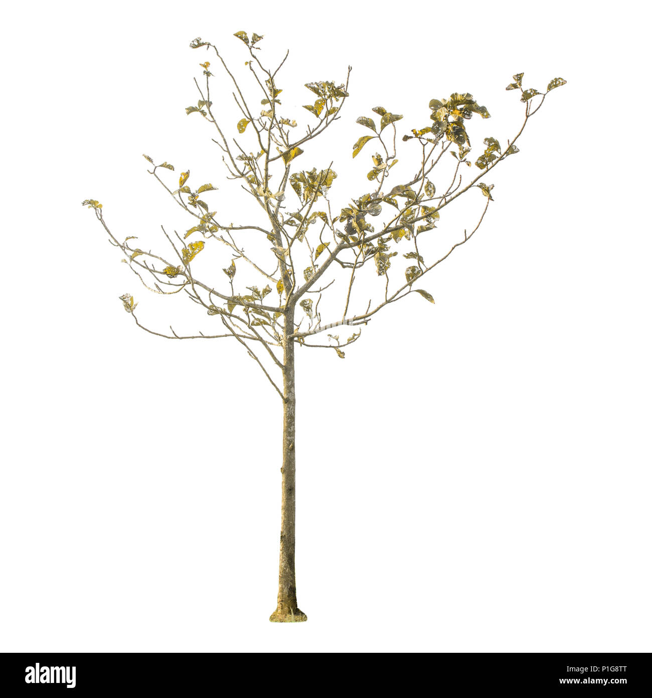 Ein trockener Baum und Ast auf weißem Hintergrund, die für den Hintergrund isolieren, einem toten Baum auf weißem Hintergrund mit Freistellungspfaden. Stockfoto