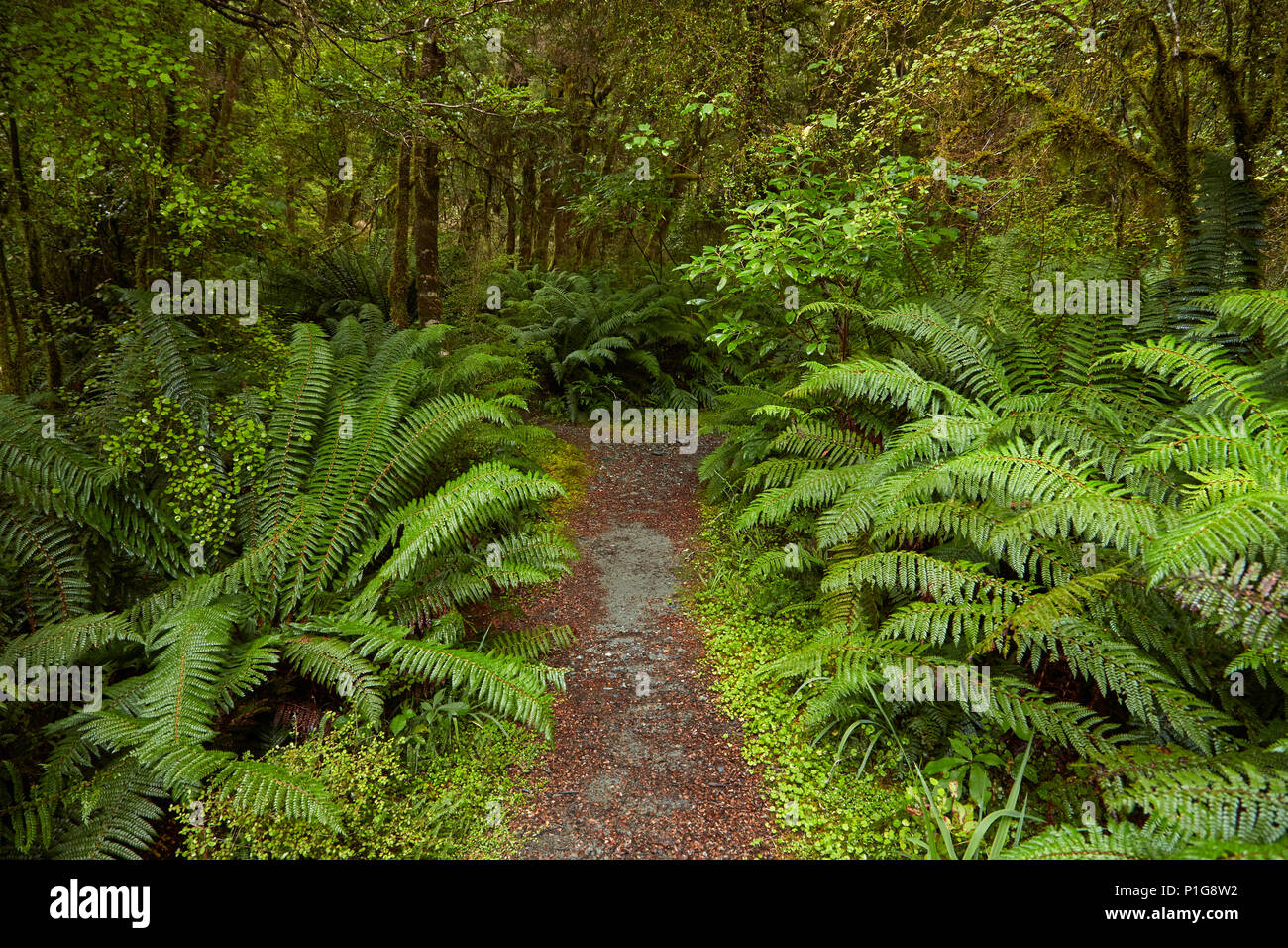 Bush Walk, angenehm flach, Haast Pass, Mt Aspiring National Park, West Coast, South Island, Neuseeland Stockfoto