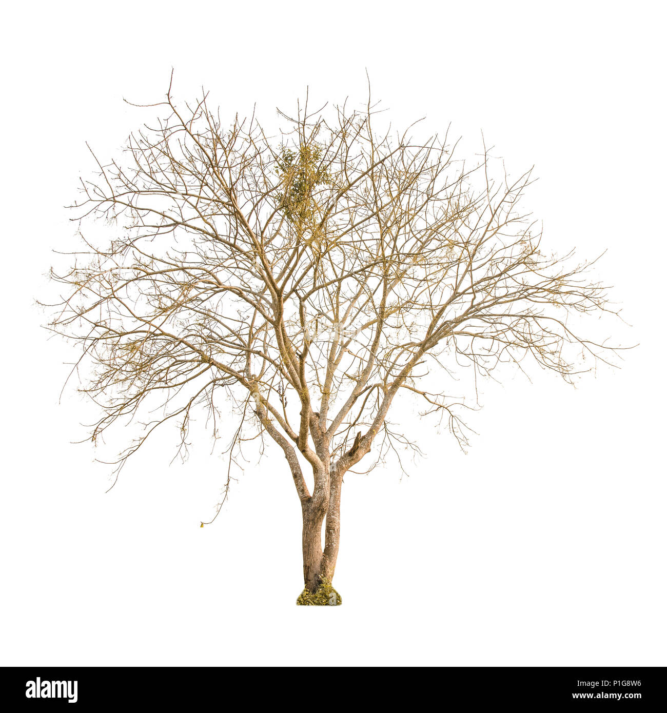 Ein trockener Baum und Ast auf weißem Hintergrund, die für den Hintergrund isolieren, einem toten Baum auf weißem Hintergrund mit Freistellungspfaden. Stockfoto