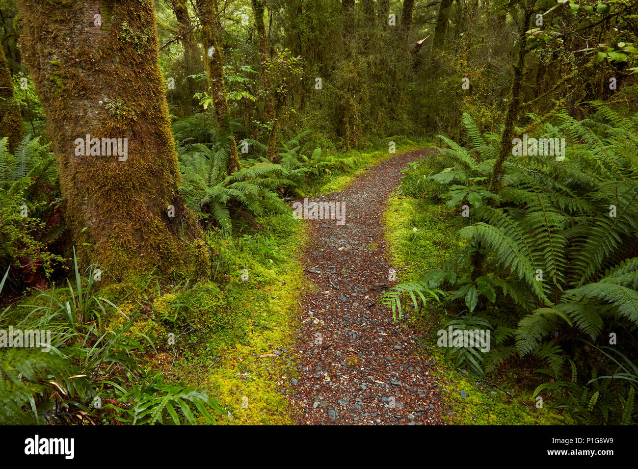 Bush Walk, angenehm flach, Haast Pass, Mt Aspiring National Park, West Coast, South Island, Neuseeland Stockfoto