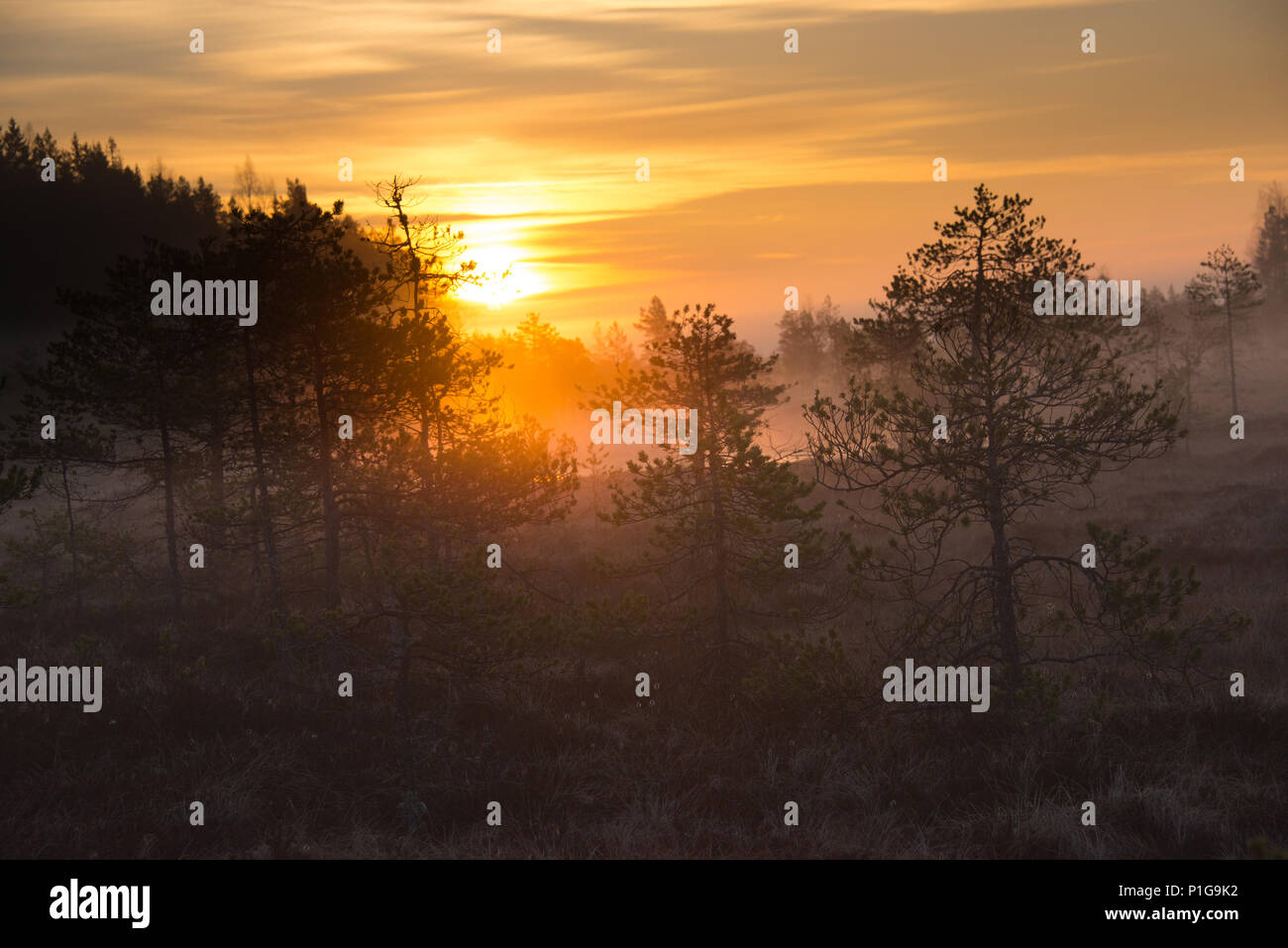 Misty Sonnenaufgang. Torronsuo Nationalpark, Tammela, Finnland. 7.5.2018 Stockfoto