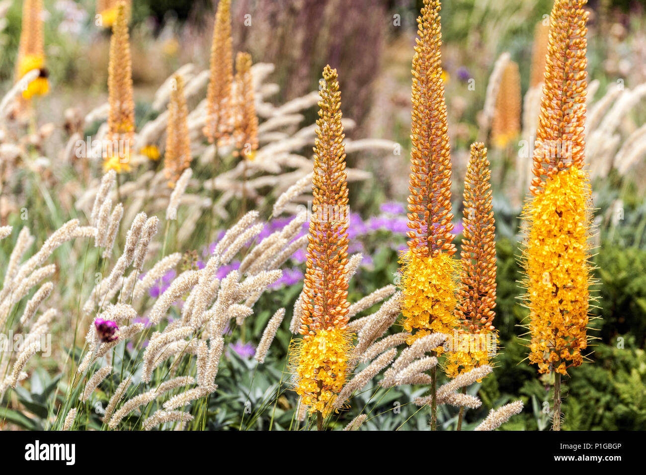 Schöne Gartenblumen, Fuchsenschwanz Lilly, Eremurus Pinocchio, Melikgras Melica transilvanica, Ziergräser in voller Blüte Stockfoto